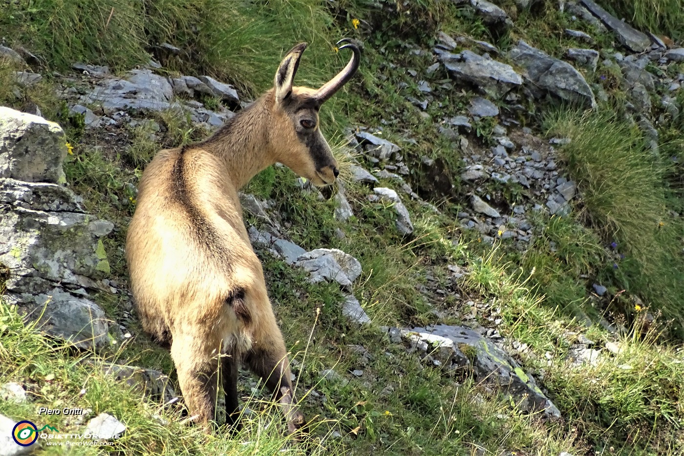 60 Camoscio al pascolo.JPG